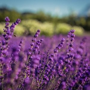 Meet your Posher, Ann